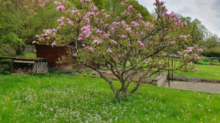 Ein blühender Magnolienbaum steht in einer grünen Wiese voller Blumen. Im Hintergrund sind einige Bäume und eine kleine Holzhütte zu sehen.