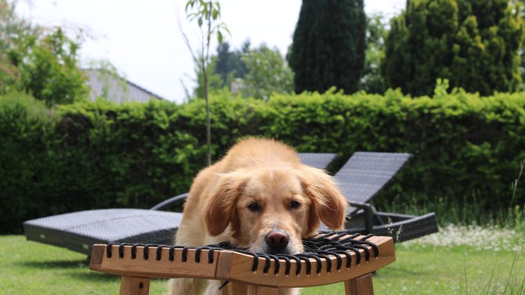 Een schattige golden retriever ligt met zijn hoofd op een houten stoel. Op de achtergrond zie je een tuin met ligstoelen en groene planten.