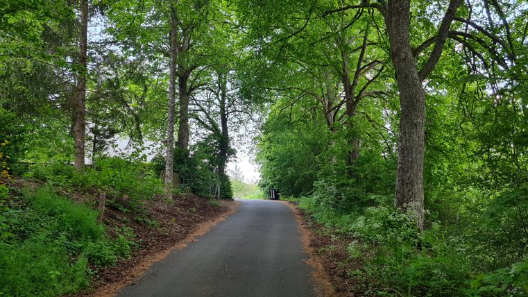 Ein schmaler Weg umgeben von hohen, grünen Bäumen. Die Atmosphäre ist ruhig und einladend, ideal für einen Spaziergang in der Natur.
