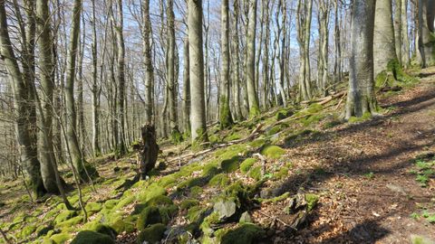 Ein ruhiger Wald mit hohen Bäumen und grünem Moos auf dem Boden. Der Weg ist gut sichtbar und lädt zum Spazieren ein.