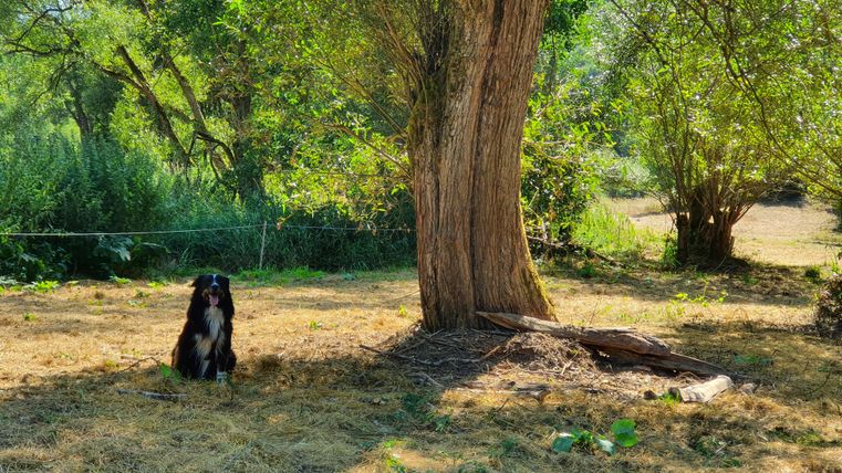 Een hond zit in de schaduw van een grote boom op een zonnige weide. Om hem heen zijn groene planten en de natuur is vredig.