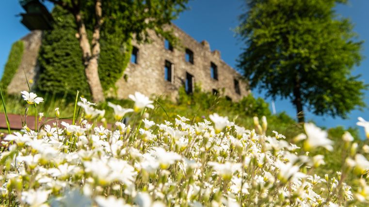 Eine alte Ruine steht im Hintergrund, umgeben von grünen Bäumen. Im Vordergrund blühen zahlreiche weiße Blumen in der Wiese.