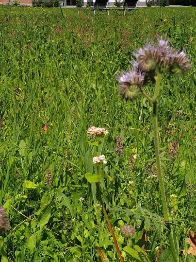 Ein modernes Haus steht in einer grünen Wiese. Im Vordergrund wachsen verschiedene Blumen und Gräser.