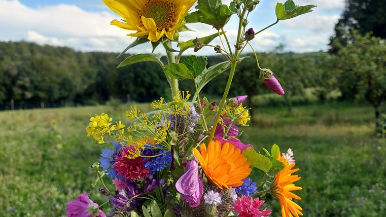 Een boeket kleurrijke wilde bloemen met een zonnebloem in de hand. Op de achtergrond is een groene weide onder een blauwe lucht.