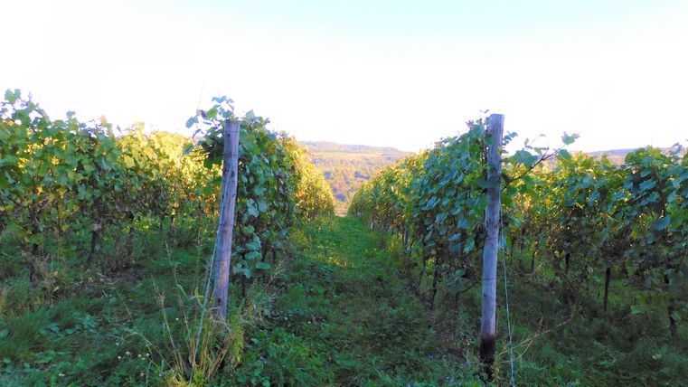 A picturesque wine-growing region with rows of vines. The path between the vines leads into the distance, surrounded by gentle hills.
