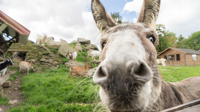 Ein neugieriger Esel, der nah an der Kamera steht. Im Hintergrund sind einige Kühe und eine Scheune zu sehen.