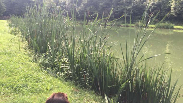 Een rustige meer omringd door hoge grassen en bomen. Op de voorgrond is een hond te zien die het landschap observeert.