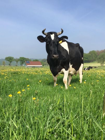 Eine schwarz-weiße Kuh steht auf einer Wiese voller Löwenzahn. Im Hintergrund sind Bäume und ein Haus zu sehen.