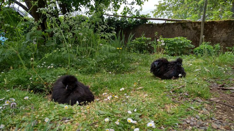 Zwei schwarze Hühner ruhen im Gras. Der Hintergrund ist grün und voller Pflanzen.