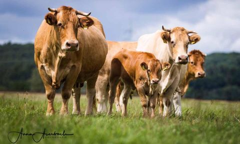 Een groep koeien en een kalf staan op een groene weide. De lucht is bewolkt, wat de landelijke sfeer benadrukt.