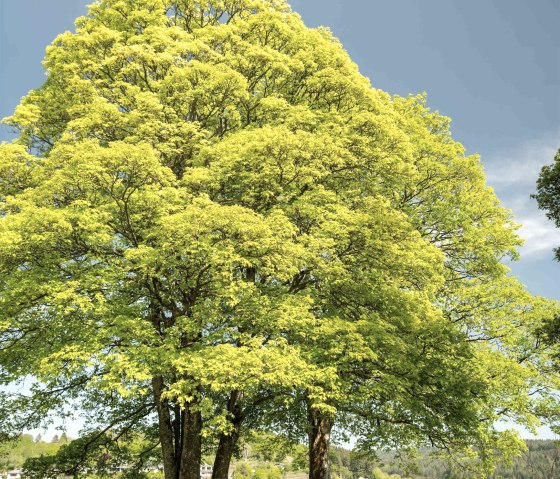 Ringmauer auf dem Burgberg, &copy; GesundLand Vulkaneifel/D. Ketz