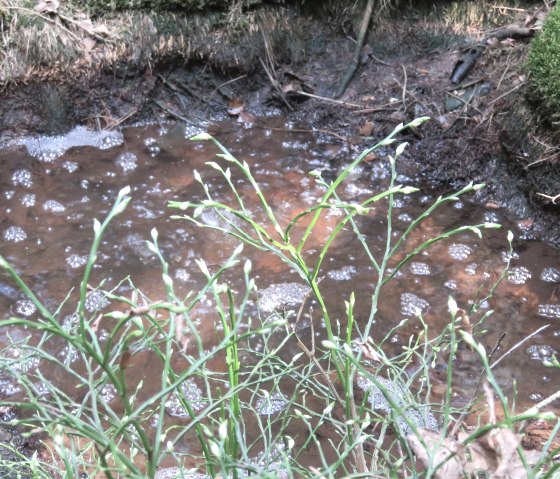 Mofette Gelenberg, &copy; TI Kelberg