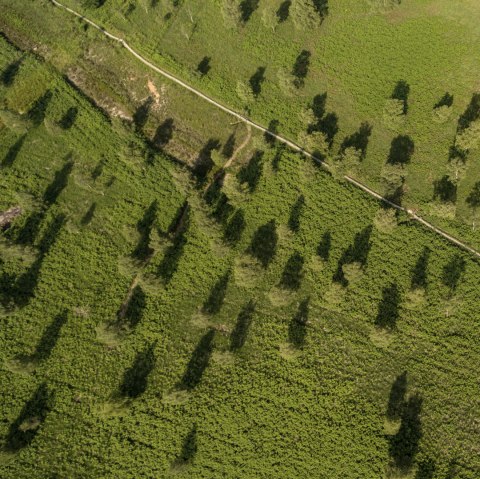 Luftaufnahme eines grünen Hügels mit verstreuten Bäumen und einem Pfad., © Eifel Tourismus GmbH, D. Ketz