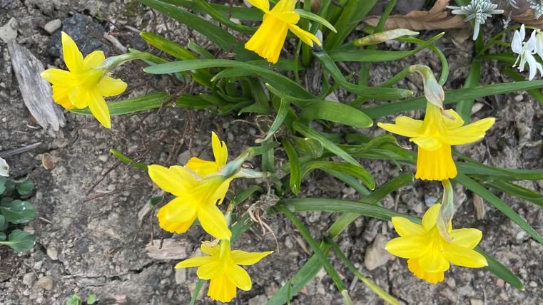 Een groep gele narcissen bloeit op de aarde. De bloemen zijn stralend en brengen kleur in de omgeving.