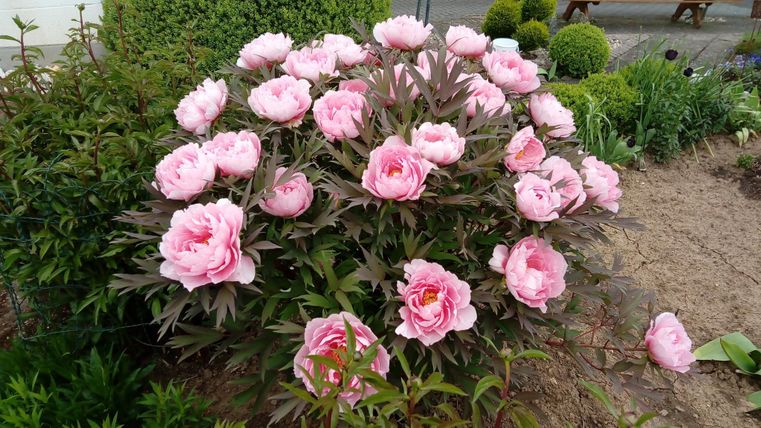 A lush bush with pink peonies is blooming in a garden. The flowers radiate freshness and beauty.