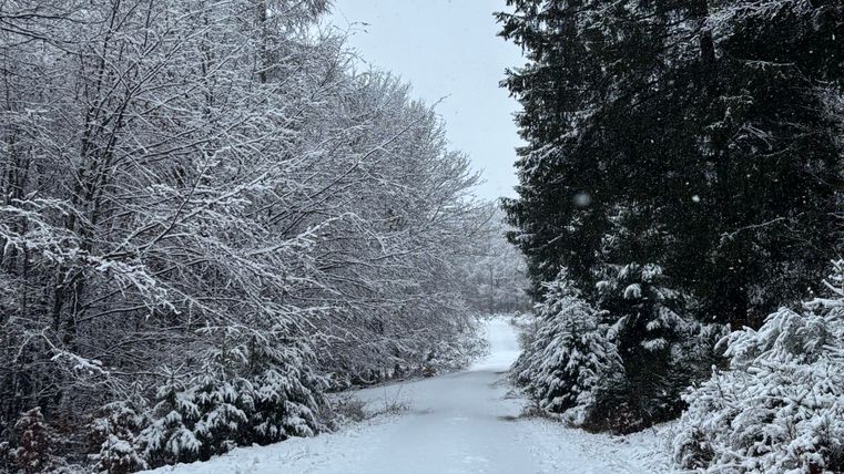 A snow-covered path leads through a forest with tall trees. The landscape is calm and wintry, blanketed with fresh snow.