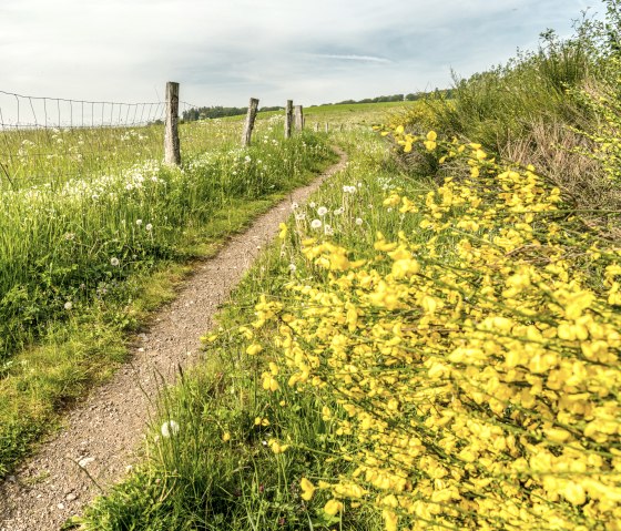 Flowering gorse on the Eichholzmaar, &copy; Eifel Tourismus GmbH, Dominik Ketz