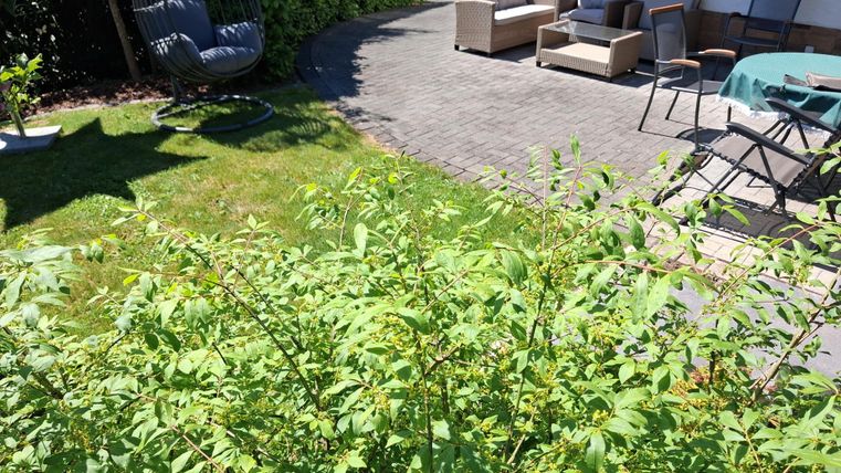 A well-maintained garden with green shrubs and a seating area made of comfortable furniture. In the background, there is a shady area featuring a hanging chair.