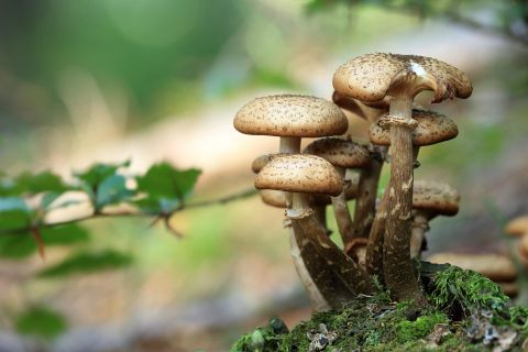 Meerdere paddenstoelen steken samen uit een klein plekje in de bosgrond omhoog.