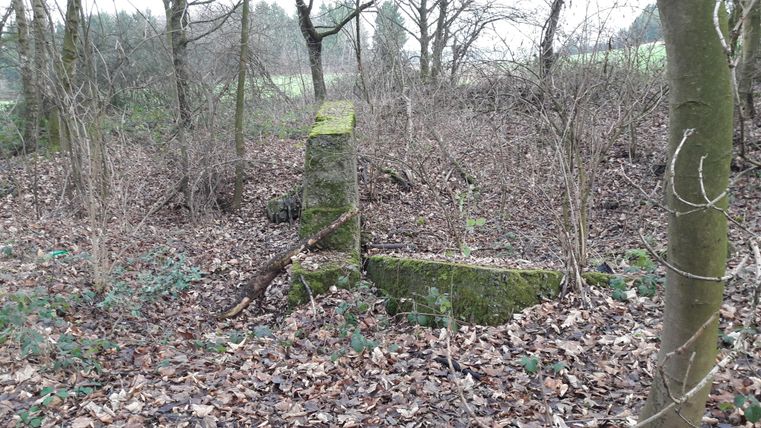 A moss-covered boulder stands in a dense forest. All around it lie many dry leaves and scattered plants.
