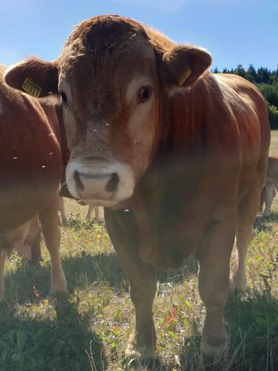Eine braune Kuh blickt direkt in die Kamera. Im Hintergrund sind andere Kühe und eine grüne Wiese zu sehen.