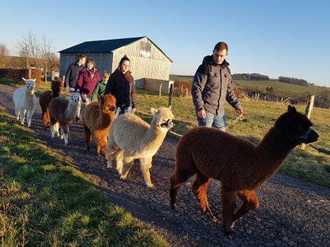Eine Gruppe von Alpakas wird auf einem Weg geführt. Im Hintergrund steht ein kleines Gebäude und die Landschaft ist ländlich und friedlich.