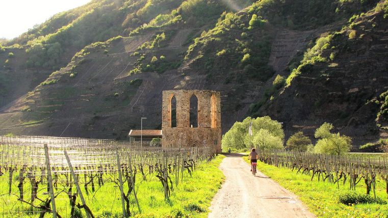 A picturesque path winds through vineyards with green landscapes. In the background stands a historic tower in front of gentle hills.