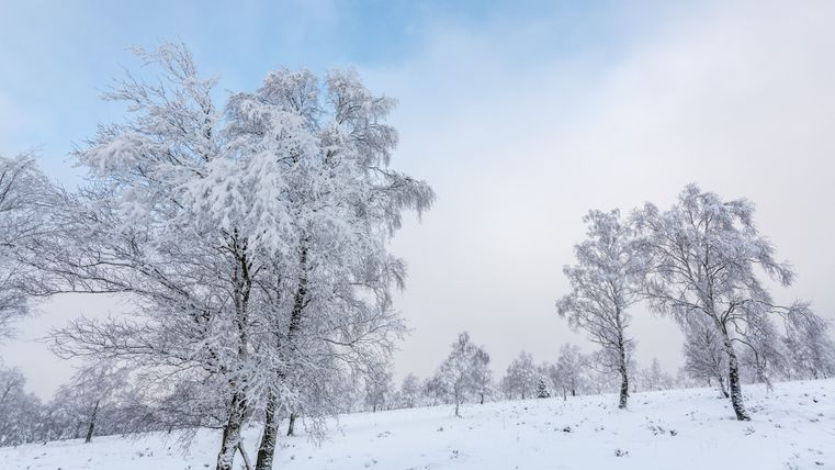 Besneeuwde bomen in een winters heidelandschap onder een blauwe lucht.
