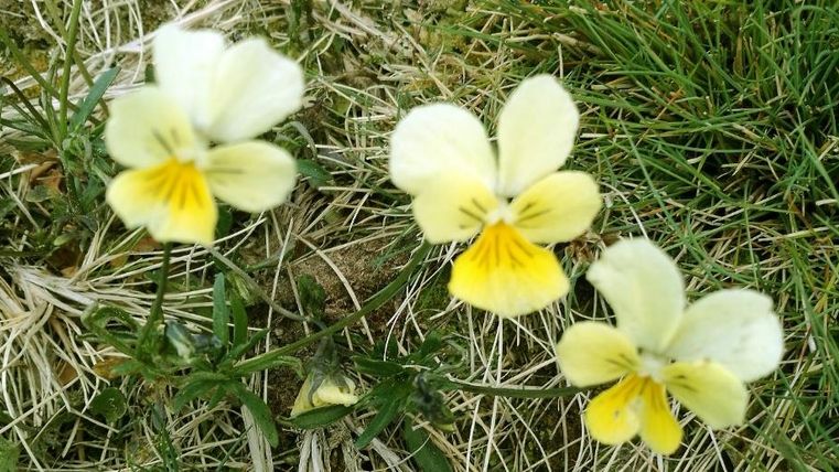 Drie gele en witte bloemen groeien op groen gras. Ze hebben een delicate structuur en stralen frisheid uit.