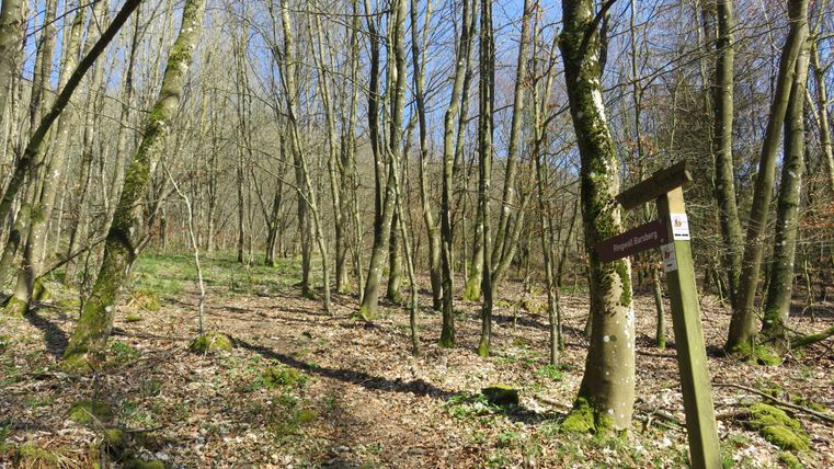 Ein ruhiger Waldweg mit schlanken Bäumen und Falllaub. Im Hintergrund ist ein Wegweiser sichtbar.