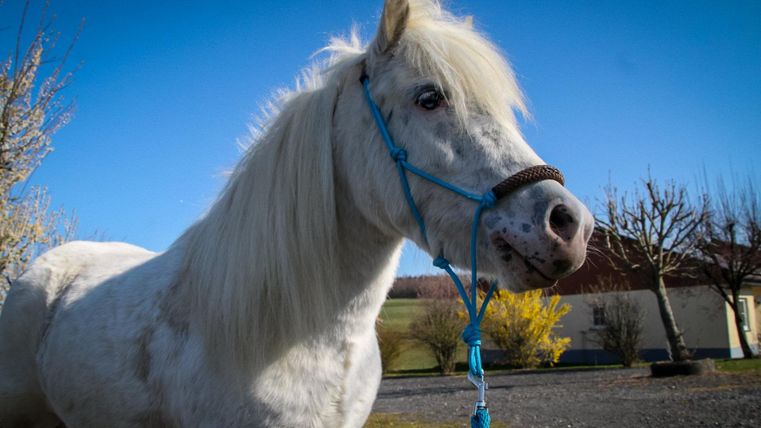 Een wit pony met een lange manen staat voor een blauwe lucht. Op de achtergrond zijn enkele bomen en een gebouw zichtbaar.