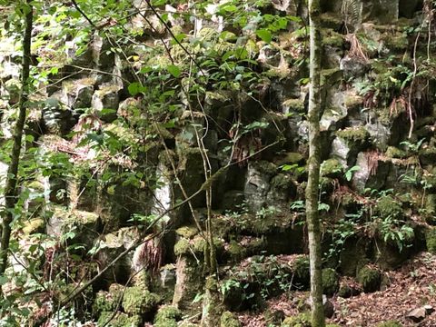 A mystical forest with moss-covered rocks and dense trees. The green surroundings radiate tranquility and a connection to nature.