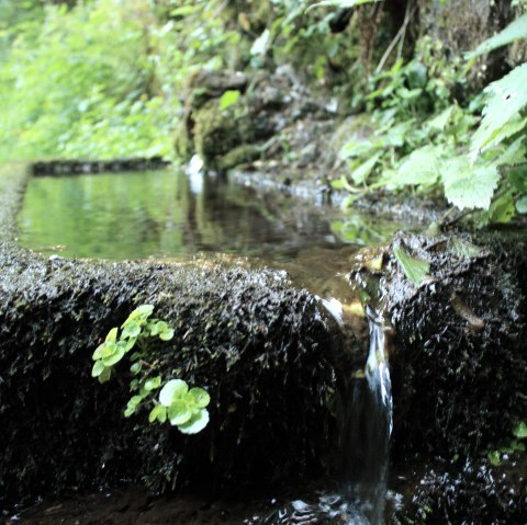 Maischquelle mit &Uuml;berlauf, &copy; GesundLand Vulkaneifel GmbH
