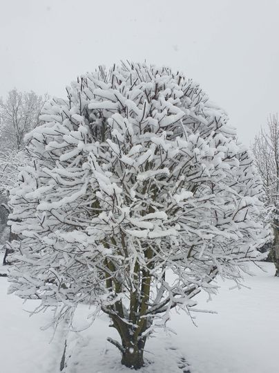 Ein schneebedeckter Baum steht in einer winterlichen Landschaft. Der Himmel ist grau und es liegt Schnee auf dem Boden.