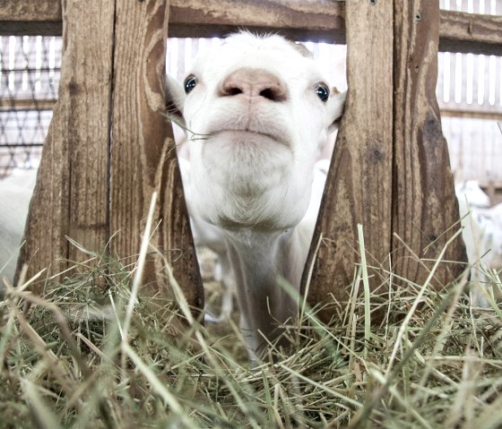Vulkanhof Ziegen, &copy; Andreas Goltz | phormat.de