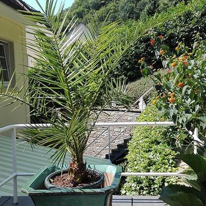 Ein Topf mit einer Palme steht auf einer Terrasse. Im Hintergrund sind grüne Pflanzen und Blumen zu sehen.