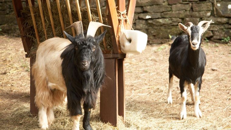 Zwei Ziegen stehen auf einer Wiese. Eine Ziege hat ein schwarzes Fell, die andere ist schwarz-weiß gesprenkelt.