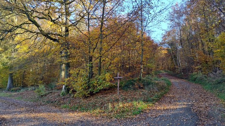 A picturesque forest path with colorful autumn leaves. The sun shines through the trees and a path splits in two directions.
