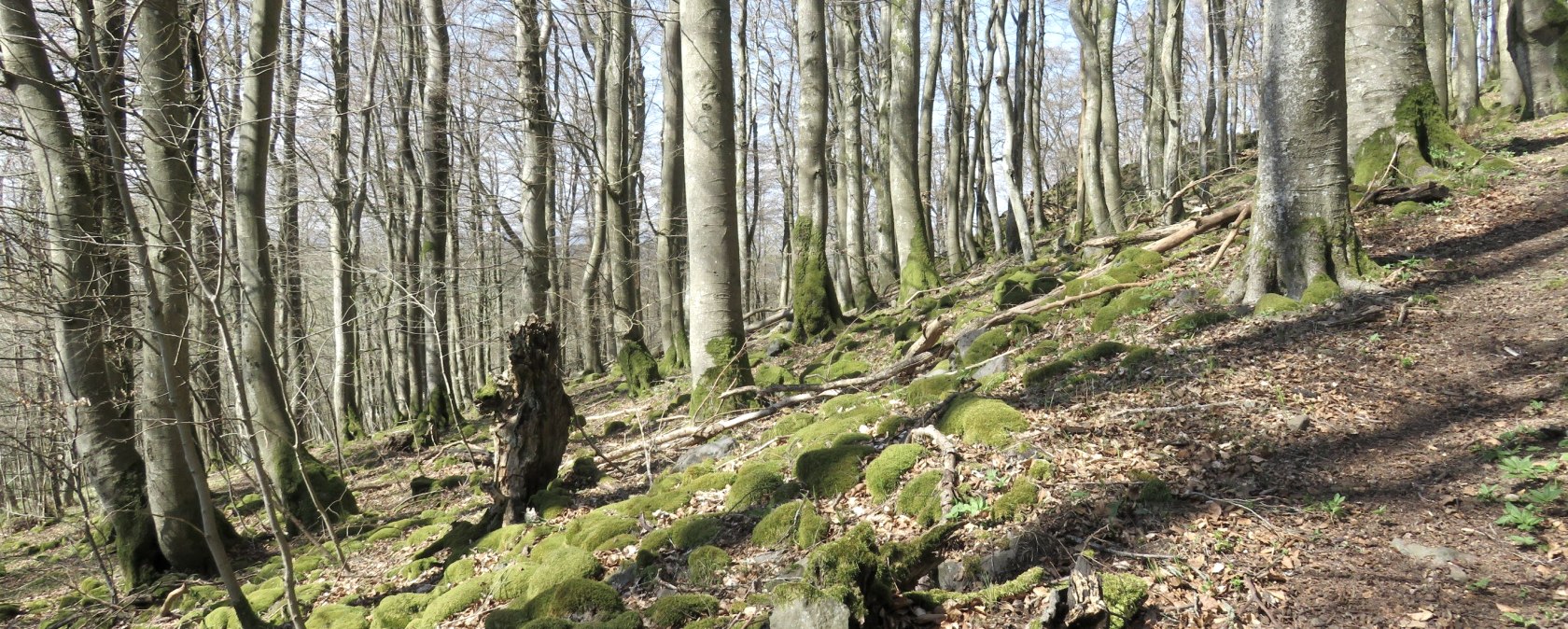 Weg hoch zum Ringwall, &copy; TI Kelberg