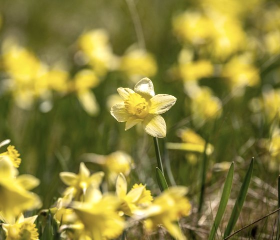 Wilde gele narcissen op de narcissenroute, &copy; St&auml;dteregion Aachen, Dominik Ketz