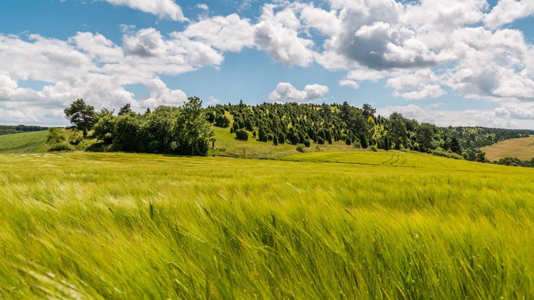 Eine grüne Wiese mit sanften Hügeln und Bäumen im Hintergrund. Der Himmel ist blau und mit weißen Wolken bedeckt.