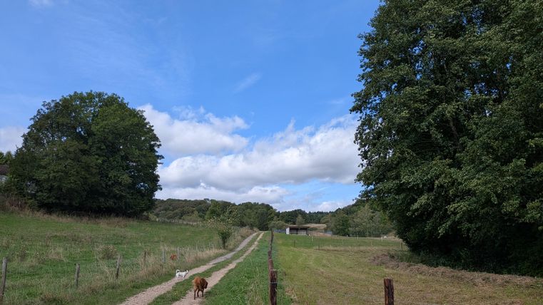 A quiet path leads through a green landscape with trees and a cloudy sky. A dog runs along the path.
