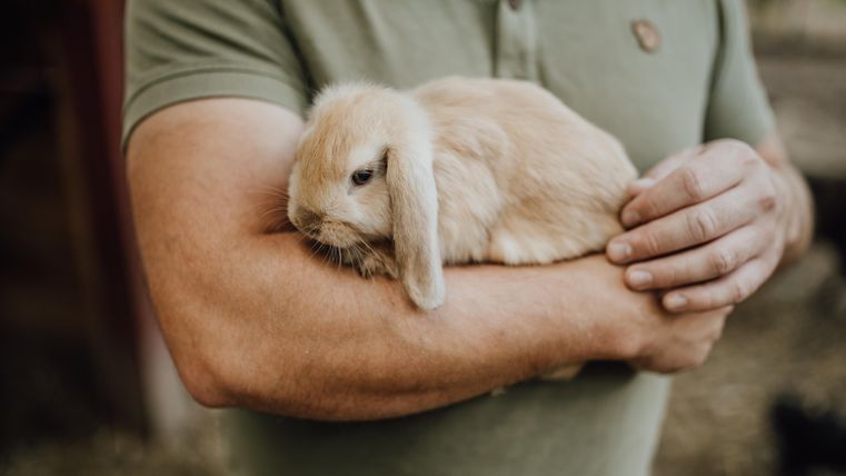 Een persoon houdt een schattig konijn in zijn armen. Het konijn heeft een zachte, lichte vacht en de oren hangen naar beneden.