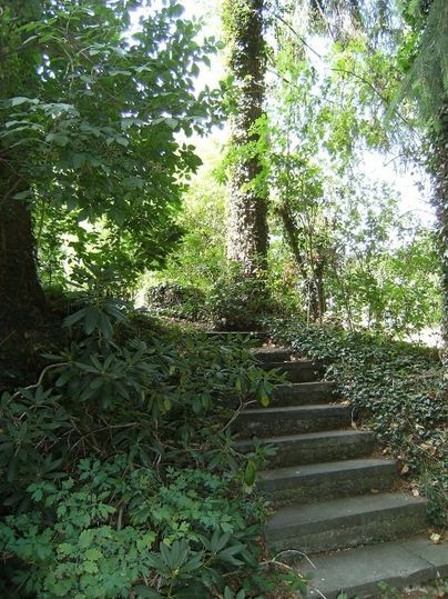Een groene, overgroeide trap leidt door een bos. Zonlicht valt door het dichte loof.