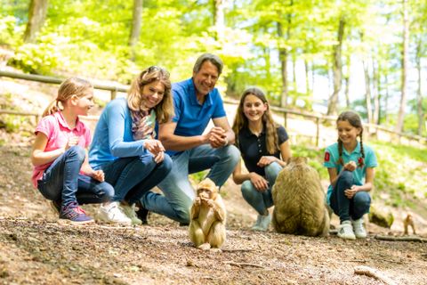 Een gezin kijkt glimlachend naar een groep apen in een bosrijke omgeving. De zon schijnt door de bomen en creëert een vriendelijke sfeer.