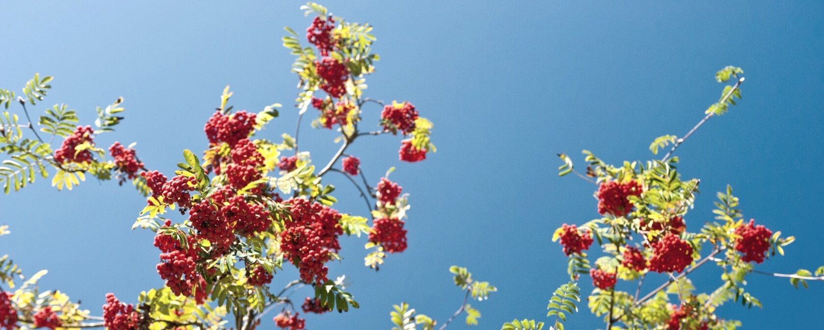 Eifelbeeren, © Eifel Tourismus/D. Ketz