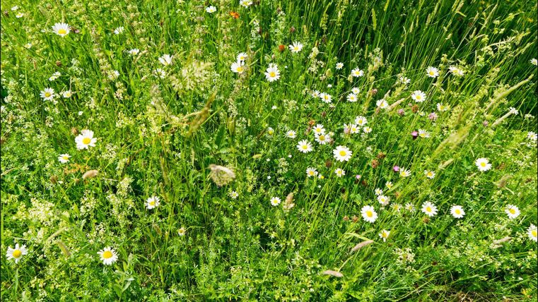 Eine Wiese mit vielen bunten Wildblumen und grünem Gras. Die Blumen sind überwiegend weiß und gelb, umgeben von lebendigem Grün.