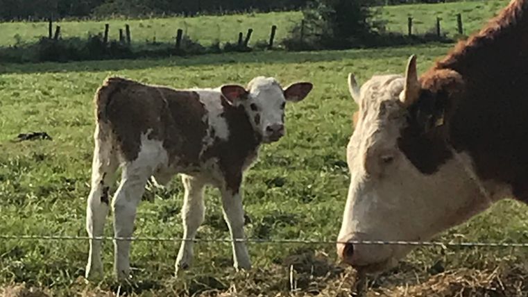 A calf with its mother in the summer pasture
