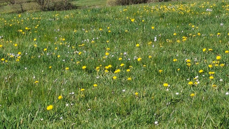 Eine grüne Wiese mit bunten Blumen und Bäumen. Im Hintergrund sind Häuser und ein blauer Himmel sichtbar.