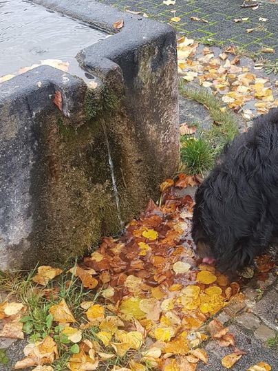 A dog sniffs at a spot with colorful autumn leaves next to a small fountain. It is a quiet, autumnal scene.